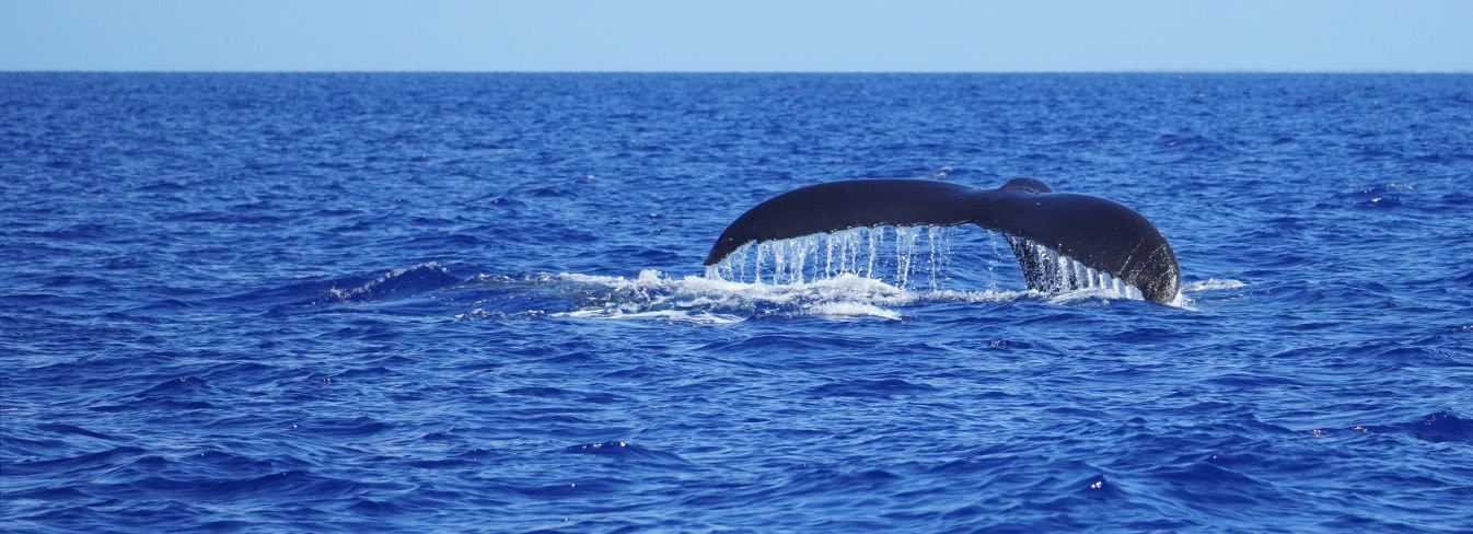 Buckelwale hautnah - Tonga